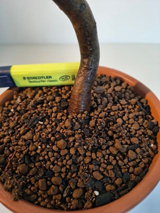 Bonsai Manzano Enano Japonés 1