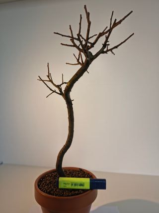 Bonsai Manzano Enano Japonés 1