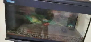 Pecera completa con mueble