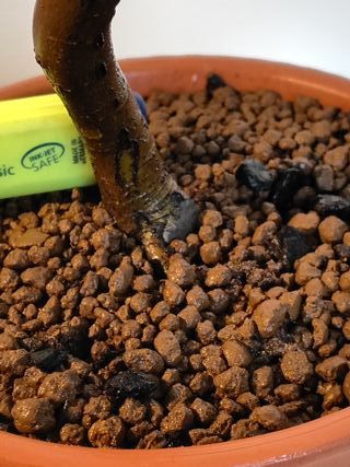 Bonsái Manzano Enano Japonés 3