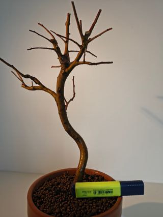 Bonsái Manzano Enano Japonés 3