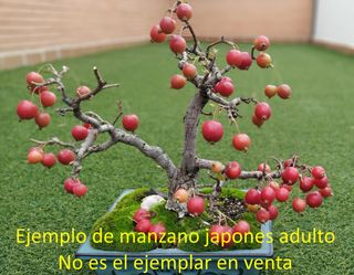 Bonsái Manzano Enano Japonés 3