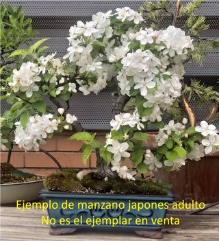 Bonsái Manzano Enano Japonés 3