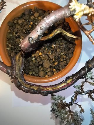 Bonsái Junípero Procumbens Nana