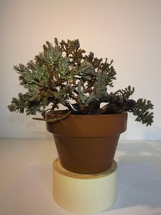 Bonsái Junípero Procumbens Nana