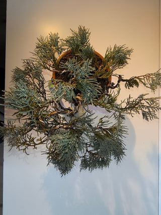 Bonsai Junípero Mint Julep