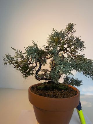 Bonsai Junípero Mint Julep