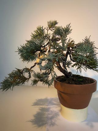 Bonsai Junípero Mint Julep