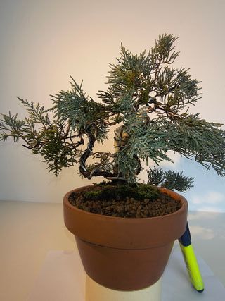 Bonsai Junípero Mint Julep