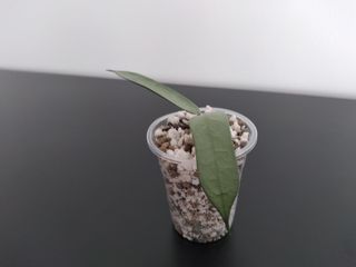 Hoya Pandurata Silver