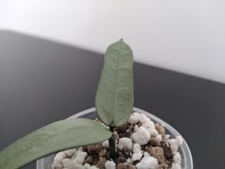 Hoya Pandurata Silver