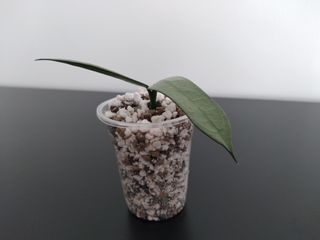 Hoya Pandurata Silver