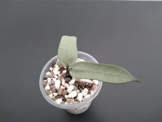 Hoya Pandurata Silver