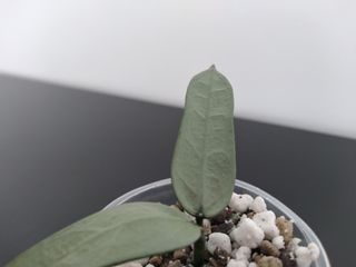 Hoya Pandurata Silver