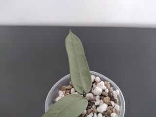 Hoya Pandurata Silver