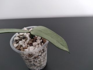 Hoya Pandurata Silver