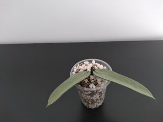 Hoya Pandurata Silver