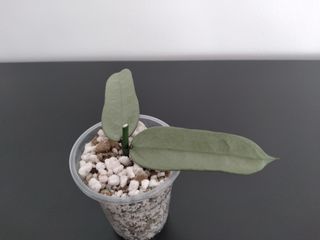 Hoya Pandurata Silver