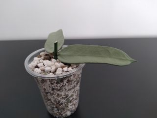 Hoya Pandurata Silver