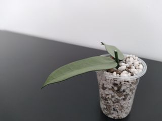 Hoya Pandurata Silver