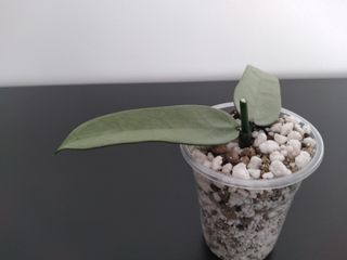 Hoya Pandurata Silver