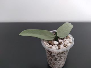 Hoya Pandurata Silver