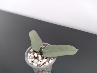 Hoya Pandurata Silver