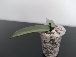 Hoya Pandurata Silver