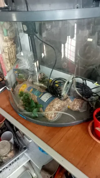 Acuario 60L peces agua fría con aireador. Graba