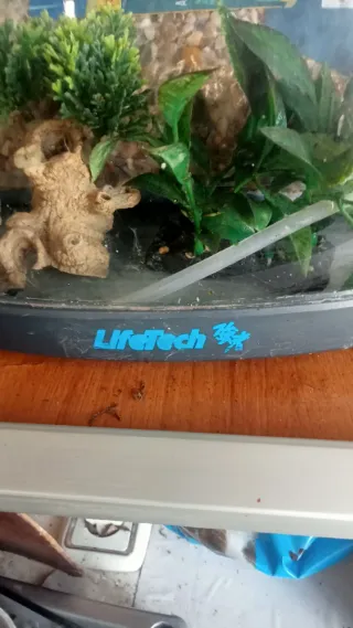 Acuario 60L peces agua fría con aireador. Graba