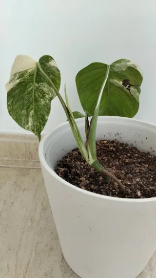 Monstera Deliciosa Variegada