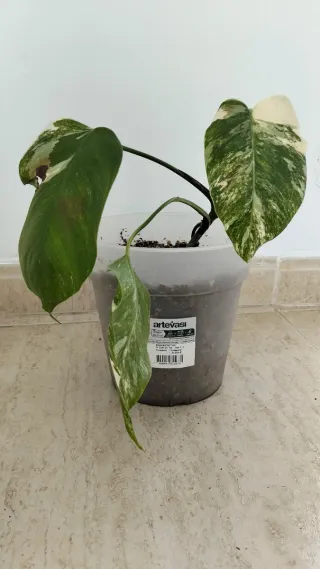 Monstera Deliciosa Variegada