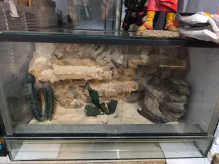 Terrario decorado desierto