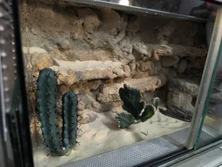 Terrario decorado desierto
