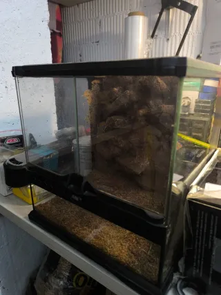 Terrario con foco de luz