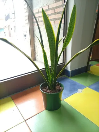 Sansevieria 90cm