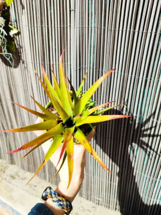 "bromelia"