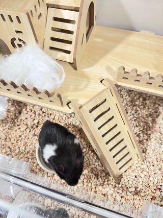 Jaula/Terrario Hámster Transparente