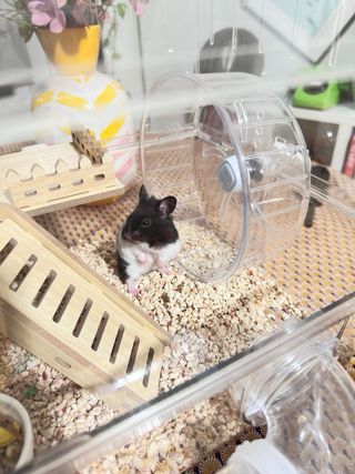 Jaula/Terrario Hámster Transparente