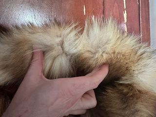 Cuello Bufanda Piel Zorro Auténtica Vintage