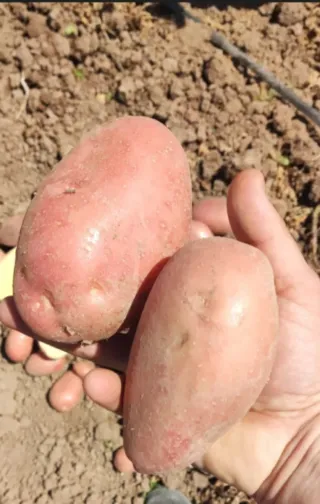 Patata Roja Yona - Sacos 20kg 10€