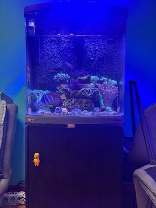 Acuario Marino 130L