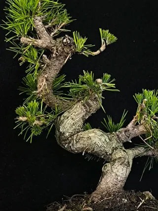 Pino bonsai