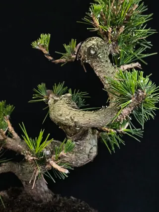 Pino bonsai
