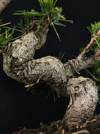 Pino bonsai