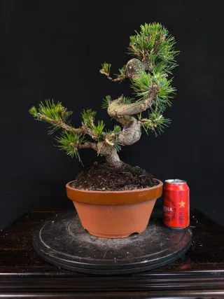 Pino bonsai