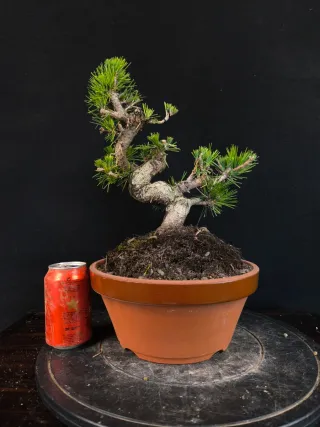 Pino bonsai