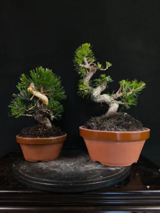 Pino bonsai