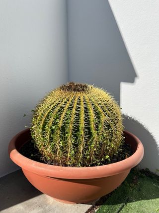 Cactus Asiento de la Suegra con maceta