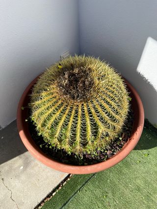 Cactus Asiento de la Suegra con maceta